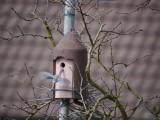 Jetzt wird das Nest neu eingerichtet. Brutzeit und Brutdauer: 2 Jahresbruten von April bis Juni. Sie können bis zu 15 Eier legen. Die Brutdauer beträgt 15 Tage und nach weiteren 20 Tagen im Nest sind die Jungen schon flügge.